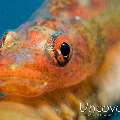 Whip Coral Goby (Bryaninops Yongei), photo taken in Maldives, Male Atoll, South Male Atoll, Small Sandbank