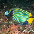 Emperor Angelfish (Pomacanthus imperator), photo taken in Maldives, Male Atoll, South Male Atoll, Cocoa Thila