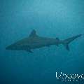 Grey Reefshark (Carcharhinus amblyrhynchos)