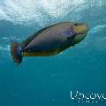 Surgeon Fish, photo taken in Maldives, Male Atoll, South Male Atoll, Cocoa Thila