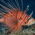 Spotfin Lionfish (Pterois antennata)