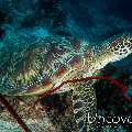 Green Sea Turtle (Chelonia mydas), photo taken in Maldives, Male Atoll, South Male Atoll, Lhosfushi