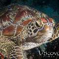 Green Sea Turtle (Chelonia mydas), photo taken in Maldives, Male Atoll, South Male Atoll, Lhosfushi