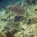 Hawksbill Sea Turtle (Eretmochelys imbricata), photo taken in Maldives, Male Atoll, South Male Atoll, Lhosfushi