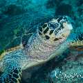 Hawksbill Sea Turtle (Eretmochelys imbricata), photo taken in Maldives, Male Atoll, South Male Atoll, Lhosfushi