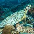 Hawksbill Sea Turtle (Eretmochelys imbricata), photo taken in Maldives, Male Atoll, South Male Atoll, Bodu Giri