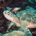 Green Sea Turtle (Chelonia mydas), photo taken in Maldives, Male Atoll, South Male Atoll, Guraidhu Corner