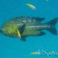 Midnight Snapper (Macolor macularis), photo taken in Maldives, Male Atoll, South Male Atoll, Biadhu Giri