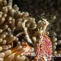 Spotted porcelain crab (Neopetrolisthes maculatus), photo taken in Maldives, Male Atoll, South Male Atoll, Cocoa Corner