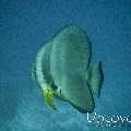 Blanthead Batfish (Platax teira)