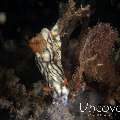 Nudibranch, photo taken in Indonesia, Bali, Tulamben, Big Tree