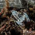 Ghost Shrimp (Isopontonia platycheles)