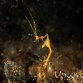 Skeleton Shrimp (Caprellidae), photo taken in Indonesia, Bali, Tulamben, Segara