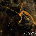 Skeleton Shrimp (Caprellidae), photo taken in Indonesia, Bali, Tulamben, Segara
