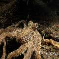 Lilliput longarm octopus (Macrotritopus defilippi), photo taken in Indonesia, Bali, Tulamben, Segara
