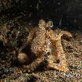 Lilliput longarm octopus (Macrotritopus defilippi), photo taken in Indonesia, Bali, Tulamben, Segara