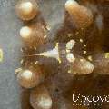 Corallimorph shrimp (Pliopontonia furtiva)