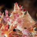 Candy crab (Hoplophrys oatesi)
