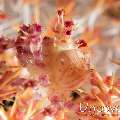 Candy crab (Hoplophrys oatesi), photo taken in Indonesia, Bali, Tulamben, River