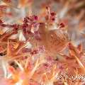 Candy crab (Hoplophrys oatesi)