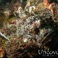 Tassled Scorpionfish (Scorpaenopsis oxycephala), photo taken in Indonesia, Bali, Tulamben, River