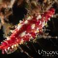 Gorgonian Spindle Cowrie