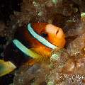 Yellowtail clown fish (Amphiprion clarkii), photo taken in Indonesia, Bali, Tulamben, Pantai Lahar