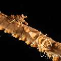 Anker's Whip Coral Shrimp (Pontonides ankeri)