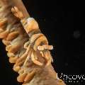 Anker's Whip Coral Shrimp (Pontonides ankeri), photo taken in Indonesia, Bali, Tulamben, Pantai Lahar