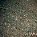 Leopard Flounder