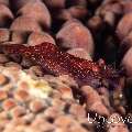 Sea star shrimp (Zenopontonia soror), photo taken in Indonesia, Bali, Tulamben, Pantai Lahar