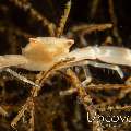 Crowned Coral Crab (Quadrella coronata)