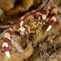 Harlequin Swimmer Crab (Lissocarcinus laevis), photo taken in Indonesia, Bali, Tulamben, Batu Niti Slope