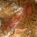 Crowned Coral Crab (Quadrella coronata), photo taken in Indonesia, Bali, Tulamben, Batu Niti Slope