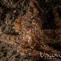 Day Octopus (Octopus cyanea), photo taken in Indonesia, Bali, Tulamben, Batu Niti Slope