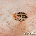 Ladybug (Cyproideidae), photo taken in Indonesia, Bali, Tulamben, Ulami