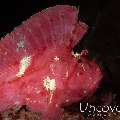 Leaf Scorpionfish (Taenianotus triacanthus), photo taken in Indonesia, Bali, Tulamben, Ulami