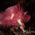 Leaf Scorpionfish (Taenianotus triacanthus), photo taken in Indonesia, Bali, Tulamben, Ulami