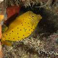 Yellow Boxfish (Ostracion cubicus), photo taken in Indonesia, Bali, Tulamben, Ulami