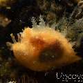 Nudibranch (Notarchus indicus), photo taken in Indonesia, Bali, Tulamben, Sidem