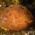 Nudibranch (Pleurobranchus Forskalii), photo taken in Indonesia, Bali, Tulamben, Sidem