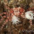 Mosaic Boxer Crab (Lybia tessellata), photo taken in Indonesia, Bali, Tulamben, Sidem