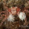 Mosaic Boxer Crab (Lybia tessellata), photo taken in Indonesia, Bali, Tulamben, Sidem