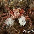 Mosaic Boxer Crab (Lybia tessellata)