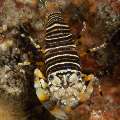 Bumblebee shrimp (Gnathophyllum americanum), photo taken in Indonesia, Bali, Tulamben, Sidem
