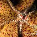 Brittle Star, Starfish, photo taken in Indonesia, Bali, Tulamben, Bulakan Slope