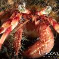 Hermit Crab, photo taken in Indonesia, Bali, Tulamben, Bulakan Slope