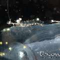 Translucent Gorgonian Shrimp (Manipontonia psamathe)