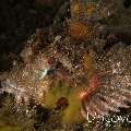 Tassled Scorpionfish (Scorpaenopsis oxycephala), photo taken in Indonesia, Bali, Tulamben, Bulakan Slope