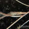 Ocellated tozeuma shrimp (Tozeuma lanceolatum)